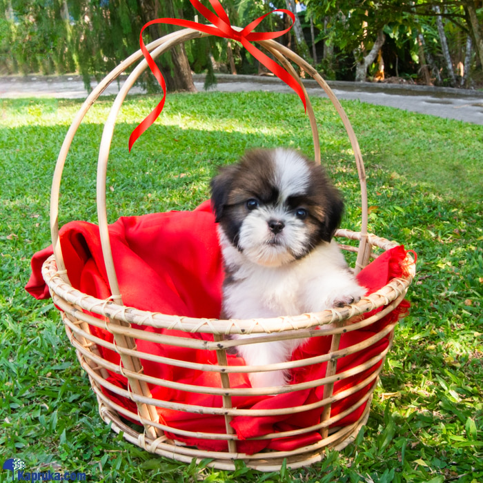 The Gizmo - Real Puppy - Shih Tzu Puppies- Home For A Puppy- Gift For Dog Lovers Online at Kapruka | Product# petcare00137