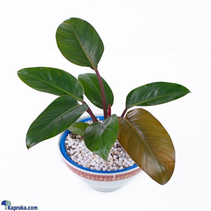 Philodendron Red Diamond Indoor Plant Online at Kapruka | Product# flowers00T1393