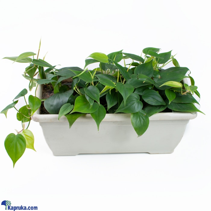 Philodendron Indoor,homedecor Plant Online at Kapruka | Product# flowers00T1395