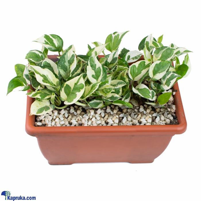 Topical Green Indoor Plant Online at Kapruka | Product# flowers00T1398