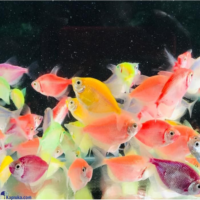 Beautiful Glowfish Tetras - 100 Pairs Online at Kapruka | Product# petcare00151_TC4