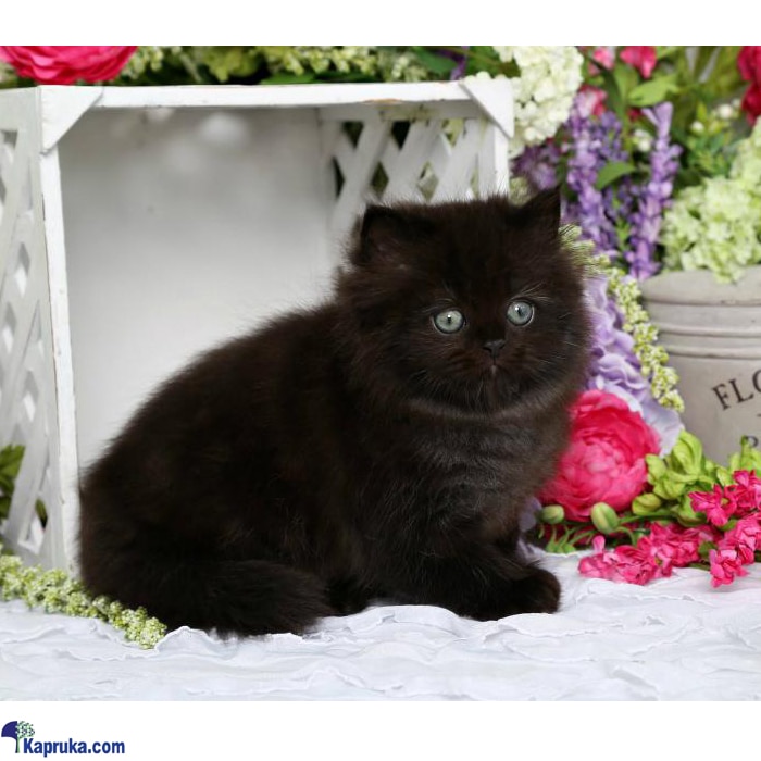 The Shadow - Real Cat - Black Persian Cat - Home For A Cat - Gift For Cat Lovers Online at Kapruka | Product# petcare00244