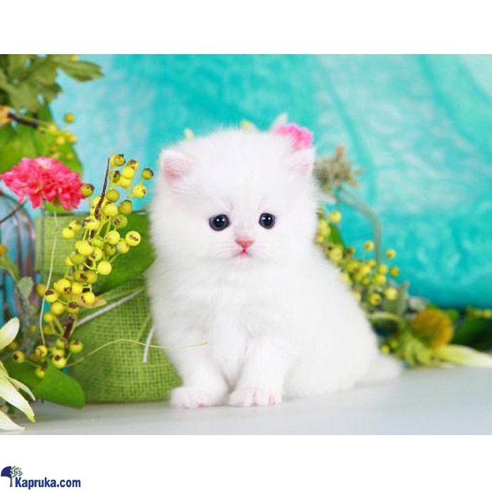 The Diva - Real Cat - Pure White Persian Cat - Home For A Cat - Gift For Cat Lovers Online at Kapruka | Product# petcare00243