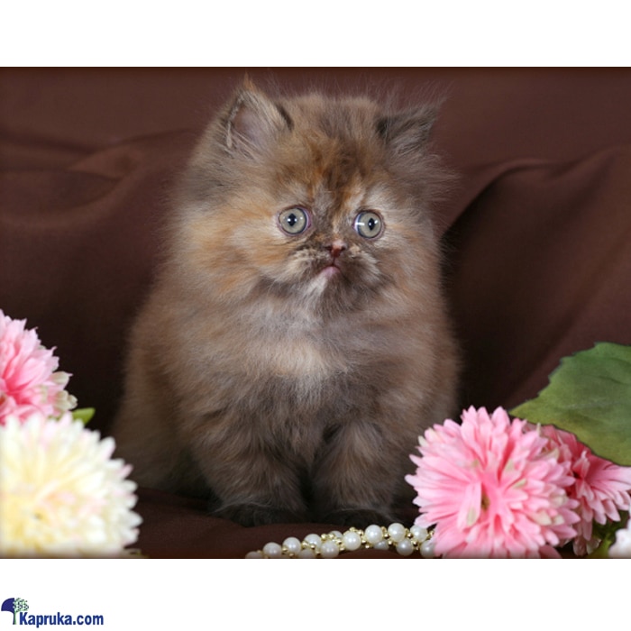 The Sahara - Real Cat - Tortoiseshell Persian Cat - Home For A Cat - Gift For Cat Lovers Online at Kapruka | Product# petcare00241