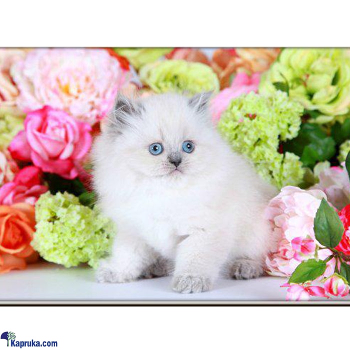 The Everest - Real Cat - Blue Pointed Persian Cat - Home For A Cat - Gift For Cat Lovers Online at Kapruka | Product# petcare00245