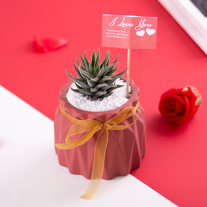 Cheer Cactus Planter Online at Kapruka | Product# flowers00T1537