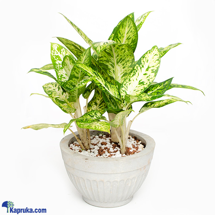 Aglaonema Silver Cosmetic Wrap Online at Kapruka | Product# flowers00T1546