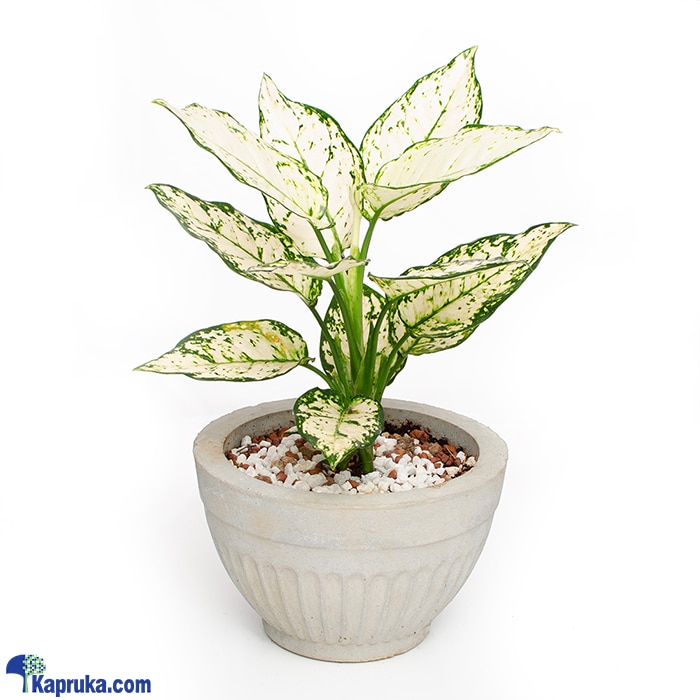 Dieffenbachia Plant Online at Kapruka | Product# flowers00T1548
