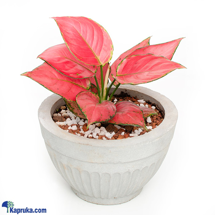 Aglaonema Auspicious Red Plant Online at Kapruka | Product# flowers00T1547
