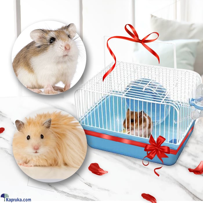 Pet Hamster With Travelling Cage - Dwarf Hamster Online at Kapruka | Product# petcare00305_TC1