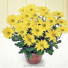 Daisy Chrysanthemum (large) - Kapruka Product intGift00143