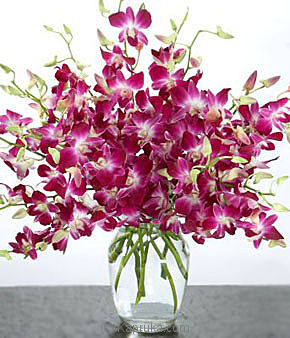 Purple Dendrobium Orchids - Kapruka Product intGift00172